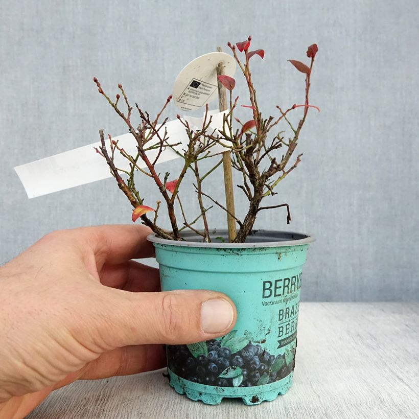 Amostra de Mirtilo Brazelberry Berrybux - Vaccinium angustifolium Vaso de 10 cm/11 cm tal como entregue no outono