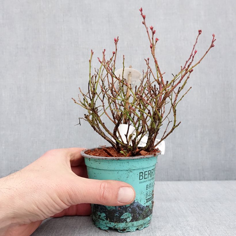 Amostra de Myrtillier Brazelberry Berrybux - Vaccinum angustifolium Vaso de 10 cm/11 cm tal como entregue no inverno