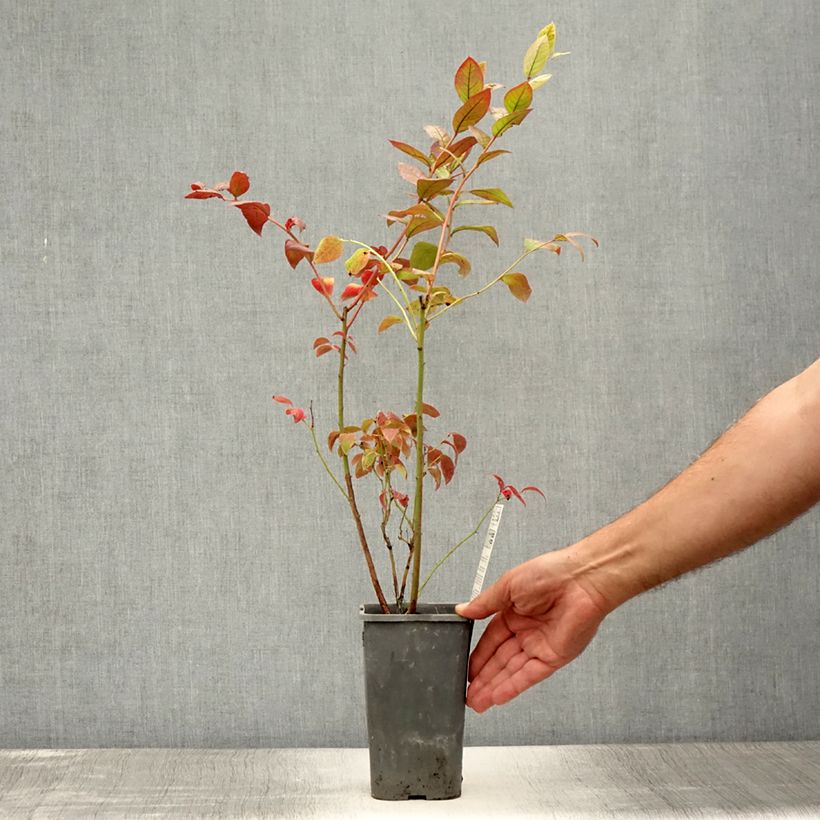 Amostra de Mirtiloeiro Brigitta Blue biológico - Vaccinium corymbosum Vaso de 1,5 L/2 L, Arbusto tal como entregue no verão