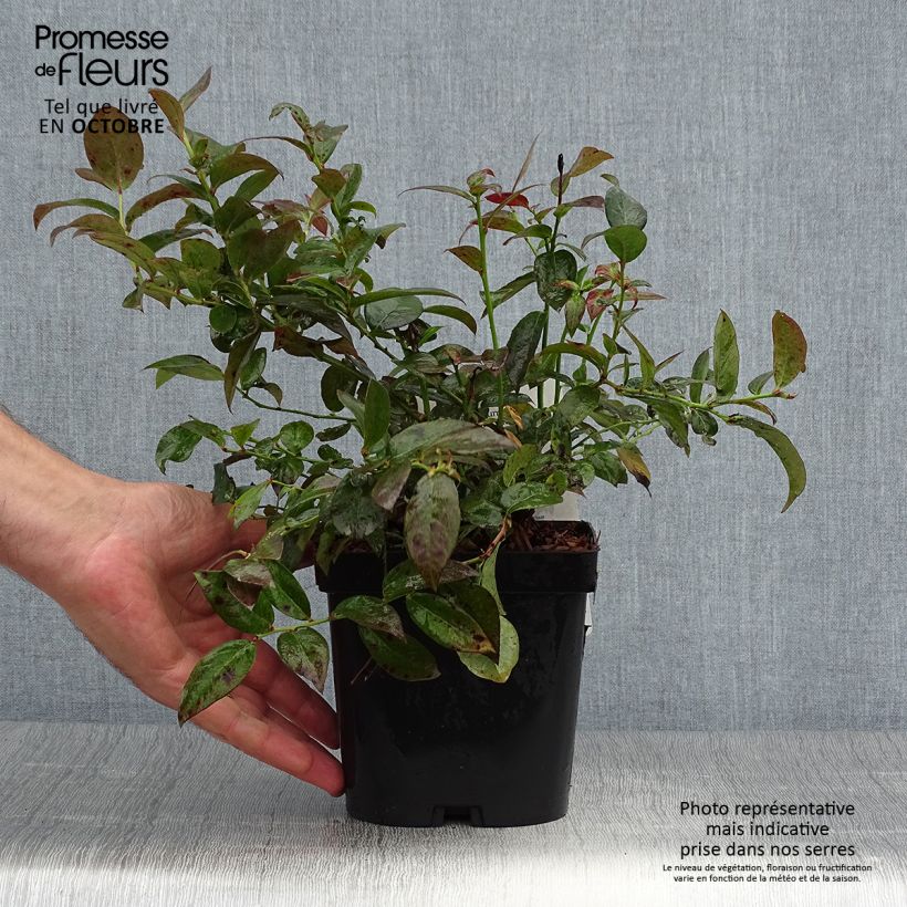 Amostra de Mirtileiro Cabernet Splash - Vaccinium corymbosum Vaso de 2 L/3 L, Arbusto tal como entregue no outono