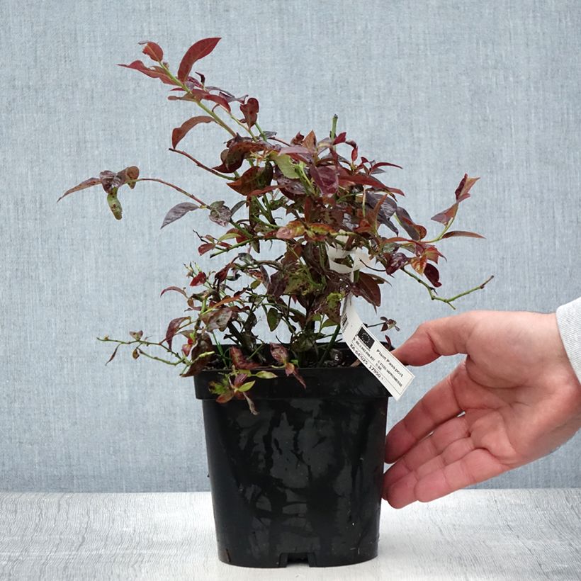 Amostra de Mirtileiro Cabernet Splash - Vaccinium corymbosum Vaso de 2 L/3 L, Arbusto tal como entregue no verão