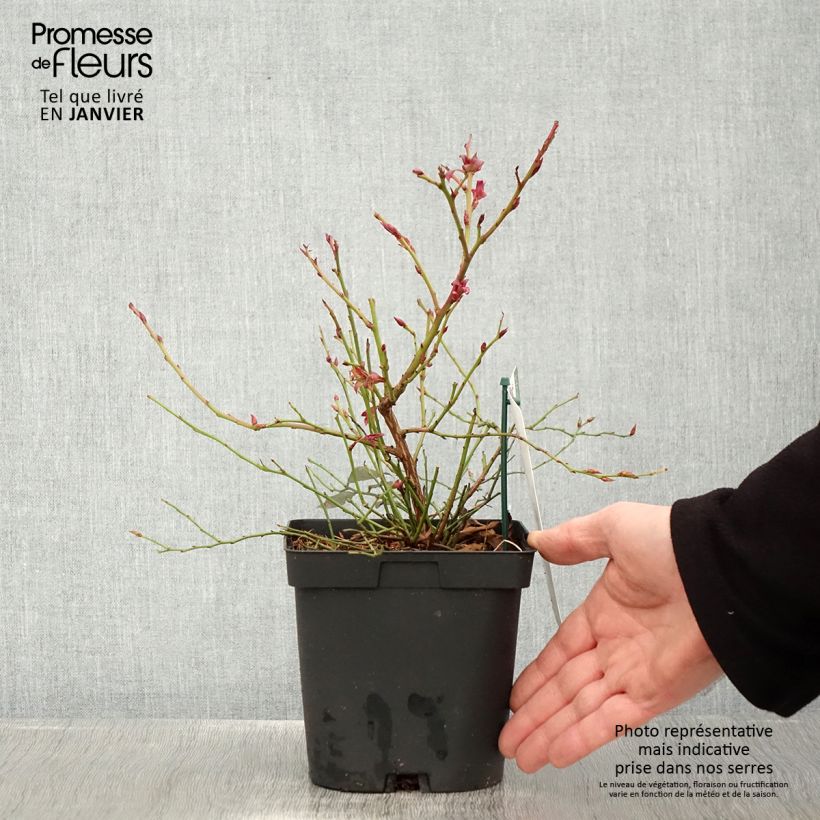 Amostra de Myrtillier Cabernet Splash Vaso de 2 L/3 L, Arbusto tal como entregue no inverno