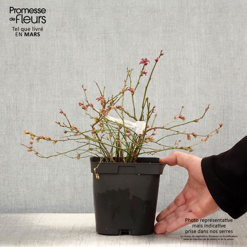 Amostra de Mirtileiro Cabernet Splash - Vaccinium corymbosum Vaso de 2 L/3 L, Arbusto tal como entregue na primavera