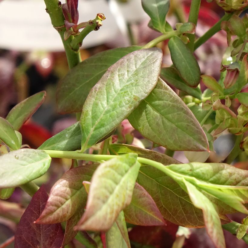 Mirtileiro Cabernet Splash - Vaccinium corymbosum (Folhagem)