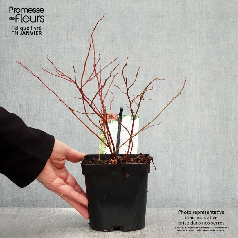 Amostra de Myrtillier Chandler - Vaccinium corymbosum Vaso de 1,5 L/2 L, Arbusto tal como entregue no inverno