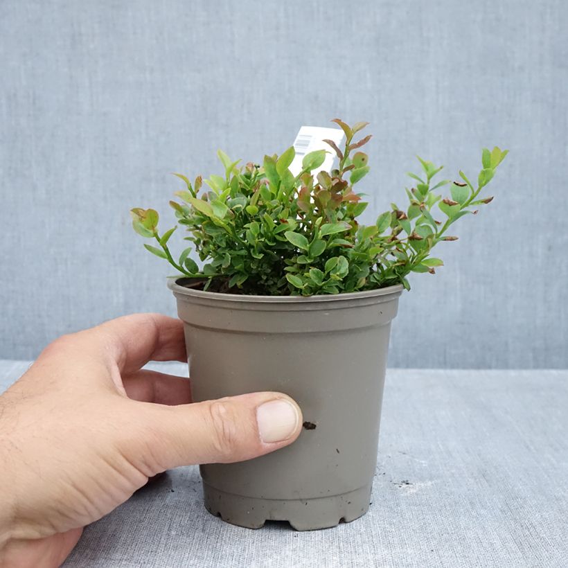Amostra de Mirtilo / Arando - Vaccinium myrtillus Vaso de 12 cm/13 cm, Arbusto tal como entregue no outono
