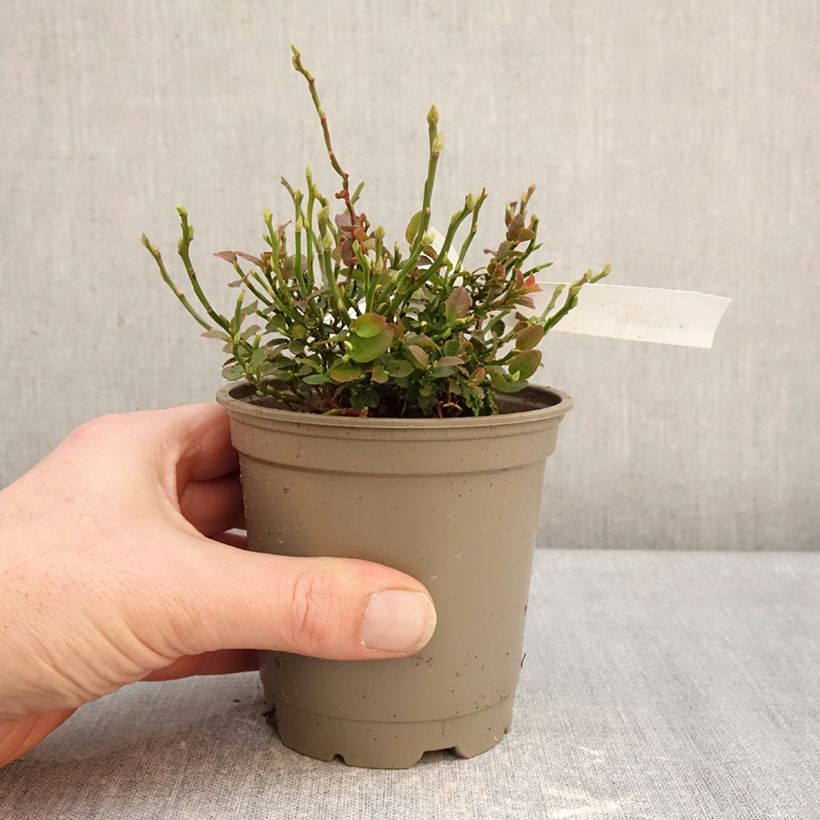 Amostra de Myrtillier commun Vaso de 12 cm/13 cm, Arbusto tal como entregue no inverno