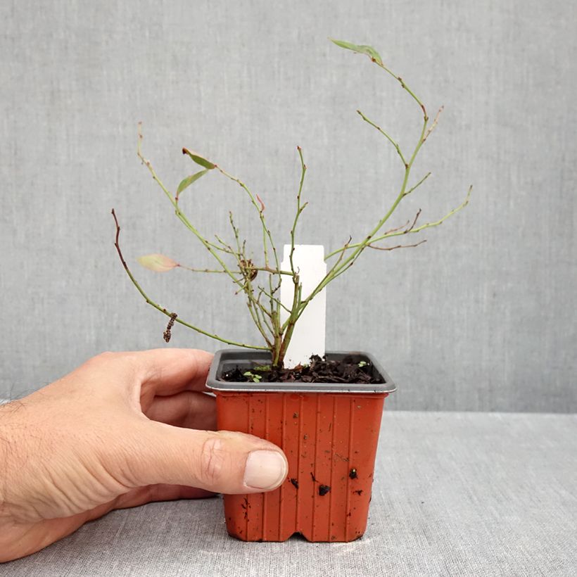 Amostra de Mirtileiro Elliott - Vaccinium corymbosum Vaso de 8/9 cm, Arbusto tal como entregue no outono