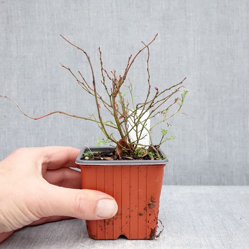 Amostra de Myrtillier d’Amérique Elliott - Vaccinium corymbosum Vaso de 8/9 cm, Arbusto tal como entregue no inverno