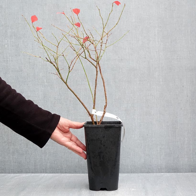 Amostra de Mirtileiro Elliott - Vaccinium corymbosum Vaso de 2 L/3 L, Tufo tal como entregue no outono