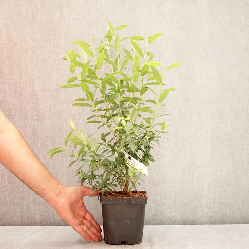 Amostra de Mirtileiro Elliott - Vaccinium corymbosum Vaso de 2 L/3 L, Tufo tal como entregue no verão