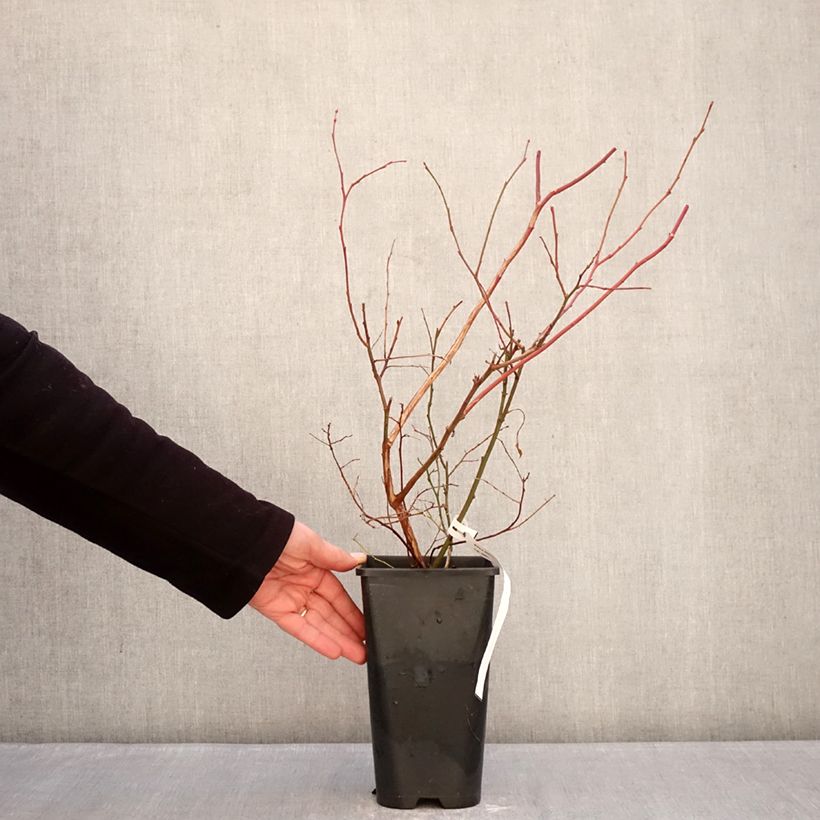 Amostra de Myrtillier d’Amérique Elliott - Vaccinium corymbosum Vaso de 2 L/3 L, Tufo tal como entregue no inverno