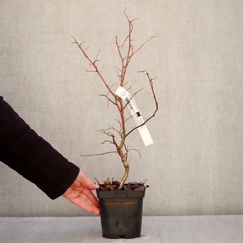 Amostra de Myrtillier d’Amérique Hardyblue - Vaccinium corymbosum Vaso de 2 L/3 L, Tufo tal como entregue no inverno