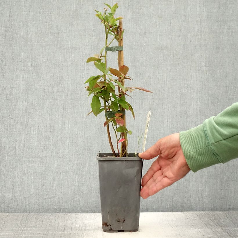 Amostra de Mirtiloeiro Patriot biológico - Vaccinium corymbosum x myrtillus Vaso de 1,5 L/2 L, Arbusto tal como entregue no verão