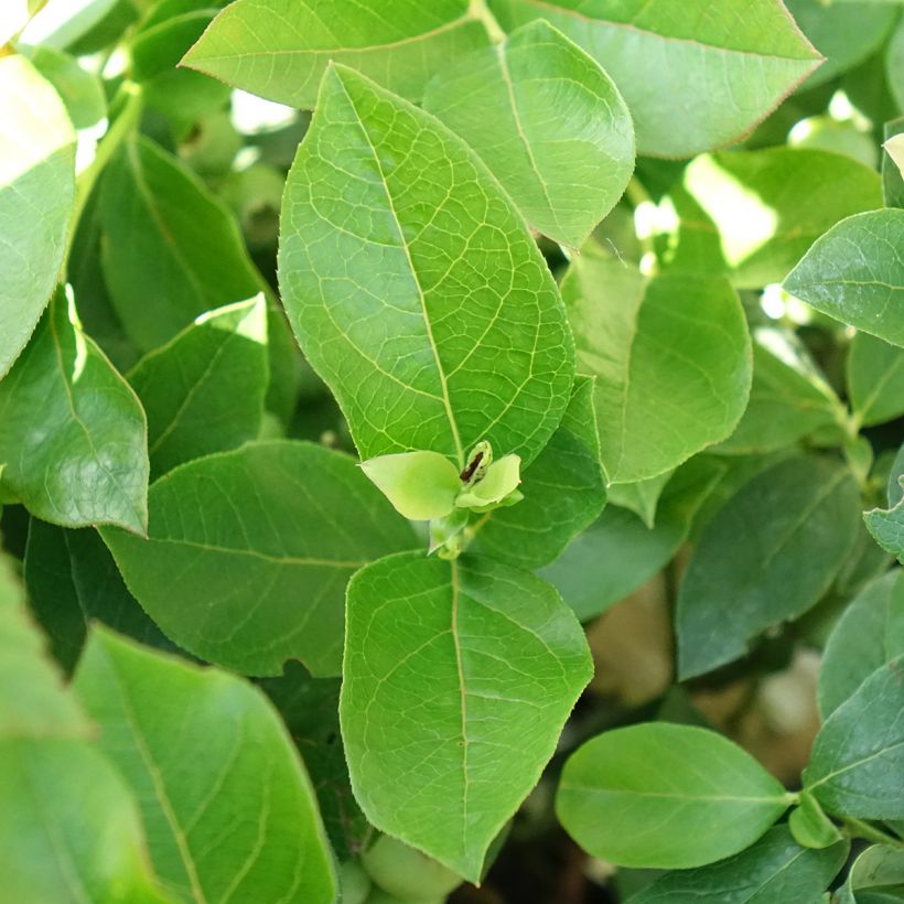 Mirtiloeiro Patriot biológico - Vaccinium corymbosum x myrtillus (Folhagem)