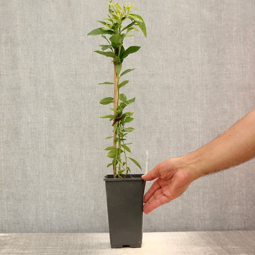 Amostra de Mirtiloeiro Emil - Vaccinium corymbosum Vaso de 1,5 L/2 L, Arbusto tal como entregue no verão