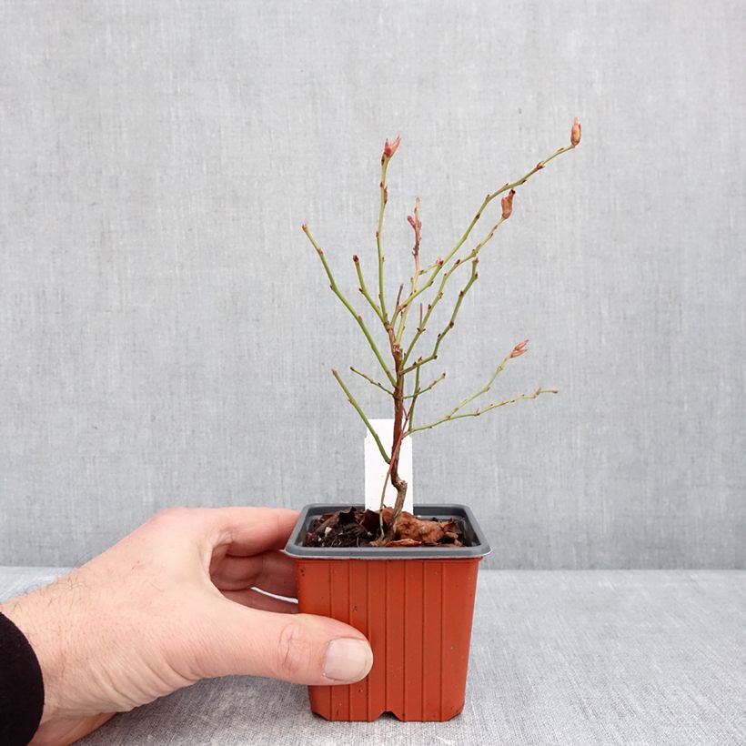 Amostra de Myrtillier Flamingo - Vaccinium corymbosum Godet de 8/9 cm, Buisson tal como entregue no inverno