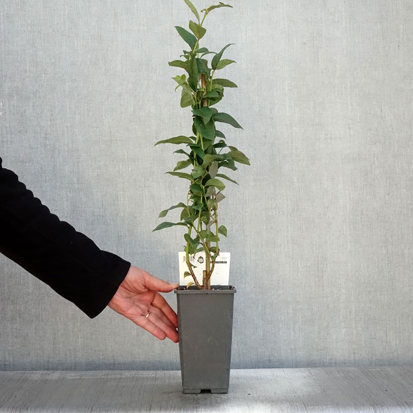 Amostra de Mirtileiro Flamingo - Vaccinium corymbosum Vaso de 1,5 L/2 L, Arbusto tal como entregue no outono