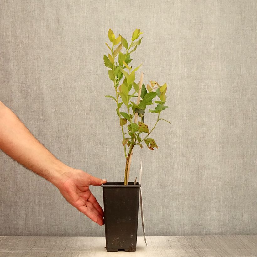 Amostra de Mirtileiro Flamingo - Vaccinium corymbosum Vaso de 1,5 L/2 L, Arbusto tal como entregue no verão