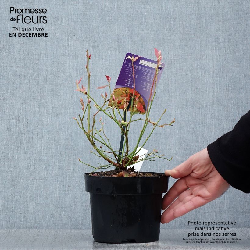 Amostra de Myrtillier Flamingo - Vaccinium corymbosum Pot de 1,5L/2L, Buisson tal como entregue no inverno