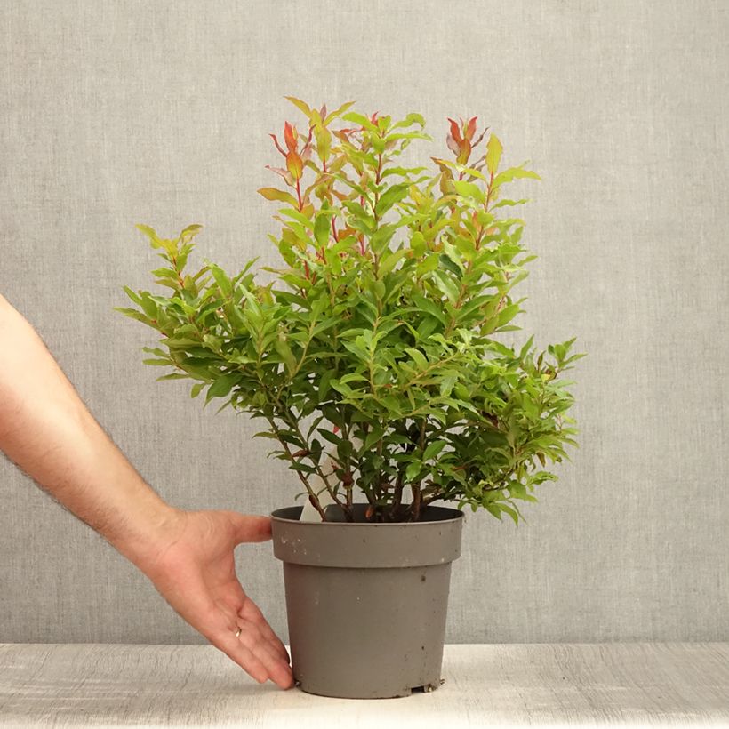 Amostra de Uva-da-serra Blautropf® - Vaccinium cylindraceum Vaso de 1,5 L/2 L, Tufo tal como entregue no verão
