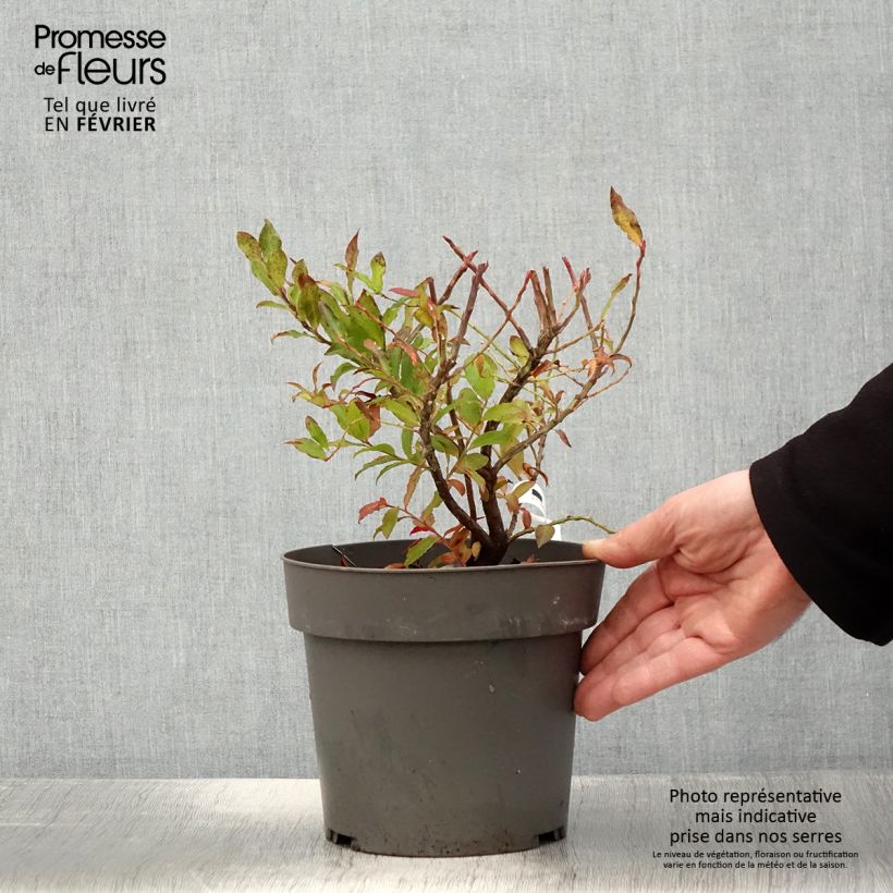 Amostra de Myrtillier Goutte Bleue® (Blautropf) - Vaccinum cylindraceum Pot de 1,5L/2L, Touffe tal como entregue no inverno