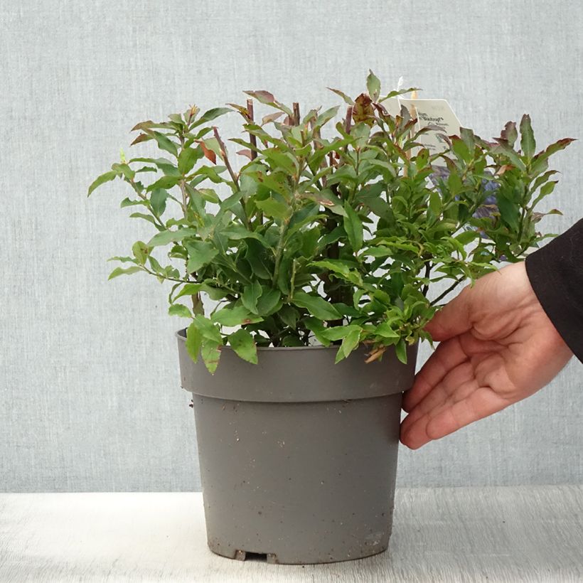 Amostra de Uva-da-serra Blautropf® - Vaccinium cylindraceum Vaso de 1,5 L/2 L, Tufo tal como entregue na primavera