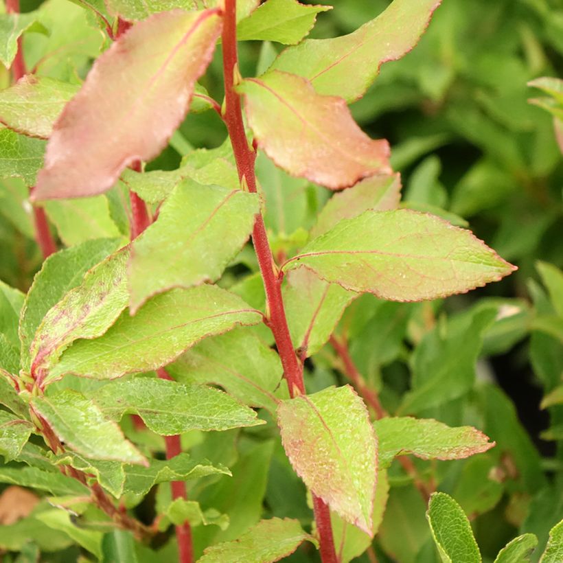 Uva-da-serra Blautropf® - Vaccinium cylindraceum (Folhagem)