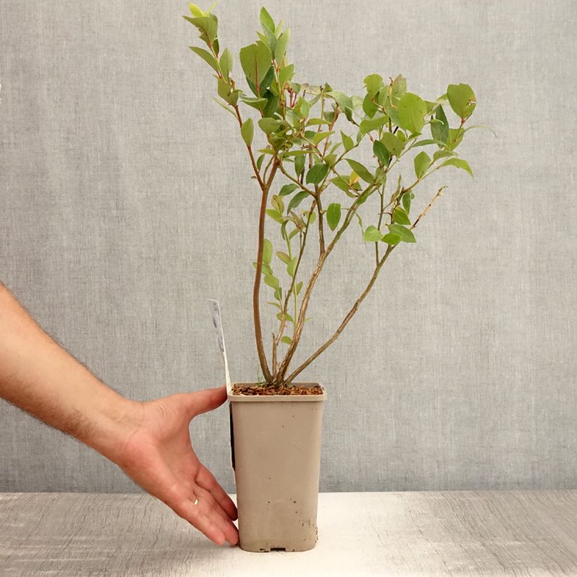 Amostra de Mirtileiro Hortblue Poppins - Vaccinium corymbosum Vaso de 1,5 L/2 L, Arbusto tal como entregue no verão