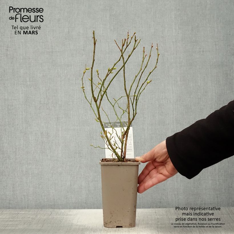 Amostra de Mirtileiro Hortblue Poppins - Vaccinium corymbosum Vaso de 1,5 L/2 L, Arbusto tal como entregue na primavera