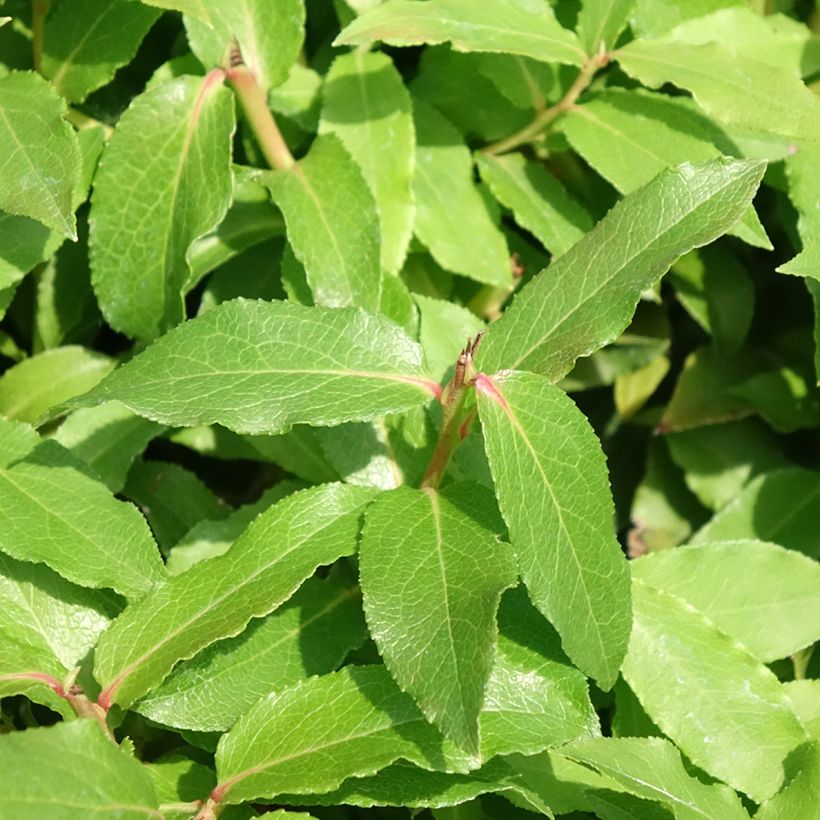 Mirtilo Lucky Berry - Vaccinium corymbosum (Folhagem)