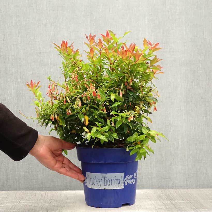 Amostra de Mirtilo Lucky Berry - Vaccinium corymbosum Vaso de 4 L/5 L, Tufo tal como entregue no verão