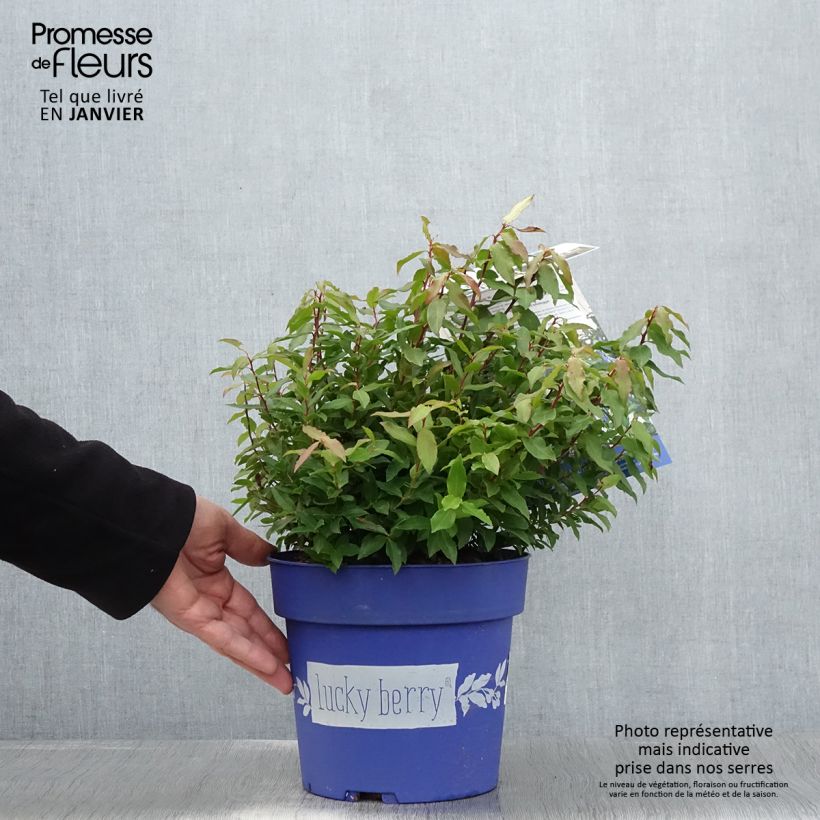 Amostra de Myrtillier nain Lucky Berry - Vaccinium corymbosum Vaso de 4 L/5 L, Tufo tal como entregue no inverno