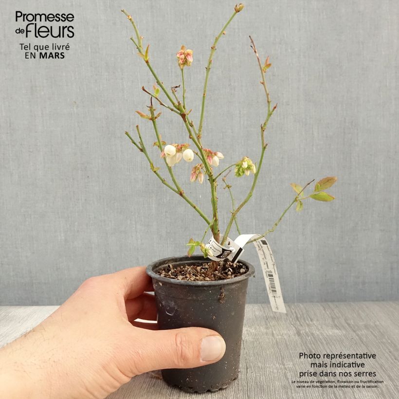 Amostra de Mirtileiro Patriot - Vaccinium corymbosum x myrtillus Vaso de 8/9 cm tal como entregue na primavera