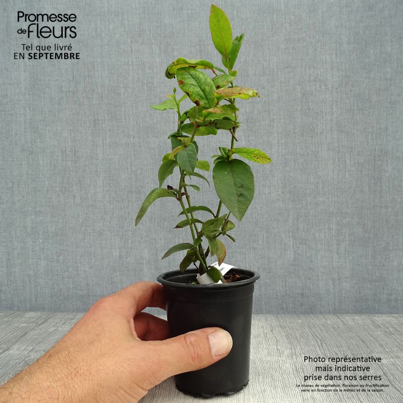 Amostra de Mirtileiro Patriot - Vaccinium corymbosum x myrtillus Vaso de 8/9 cm tal como entregue no outono