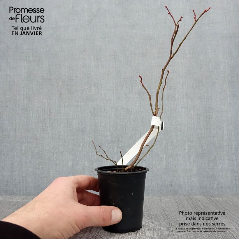 Amostra de Myrtillier Patriot - Vaccinum corymbosum Vaso de 8/9 cm tal como entregue no inverno