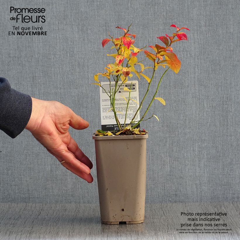 Amostra de Mirtileiro Patriot - Vaccinium corymbosum x myrtillus Vaso de 1,5 L/2 L, Arbusto tal como entregue no outono