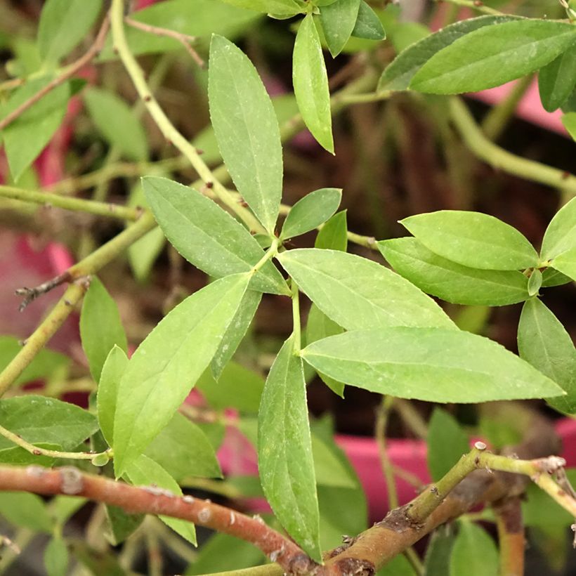 Mirtilheiro Pink Berry - Vaccinium corymbosum x ashei (Folhagem)