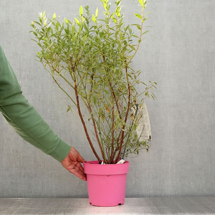 Amostra de Mirtilheiro Pink Berry - Vaccinium corymbosum x ashei Vaso de 2 L/3 L, Tufo tal como entregue no verão