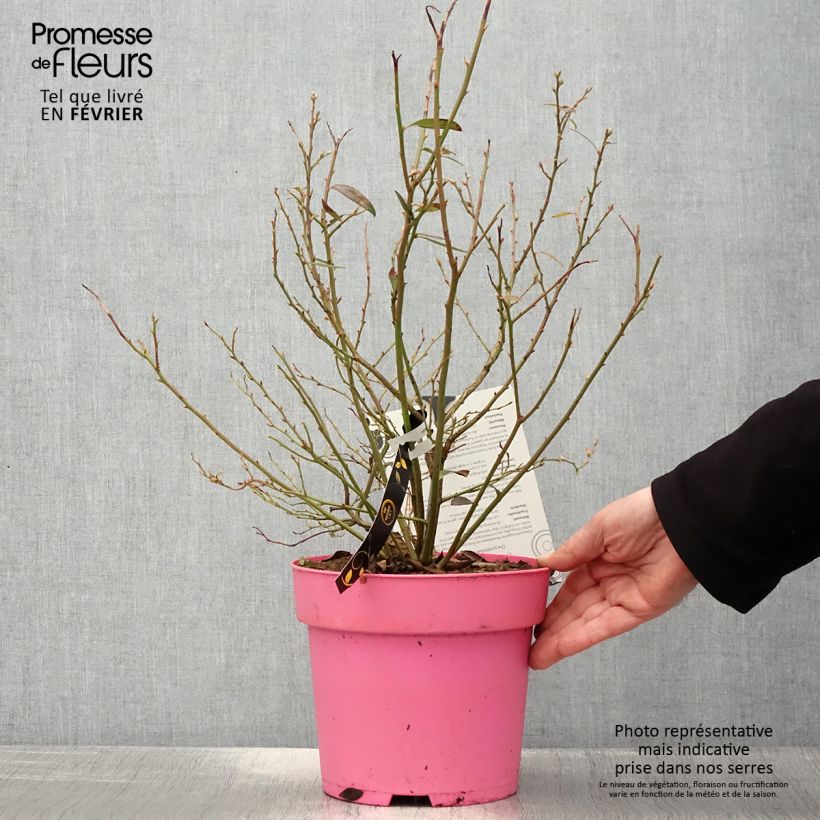 Amostra de Myrtillier Pink Berry Vaso de 2 L/3 L, Tufo tal como entregue no inverno