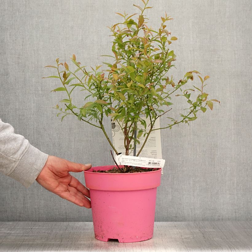 Amostra de Mirtilheiro Pink Berry - Vaccinium corymbosum x ashei Vaso de 2 L/3 L, Tufo tal como entregue na primavera