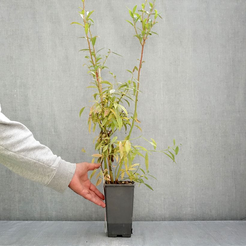 Amostra de Mirtilheiro Pink Berry - Vaccinium corymbosum x ashei Vaso de 2 L/3 L, Tufo tal como entregue no outono