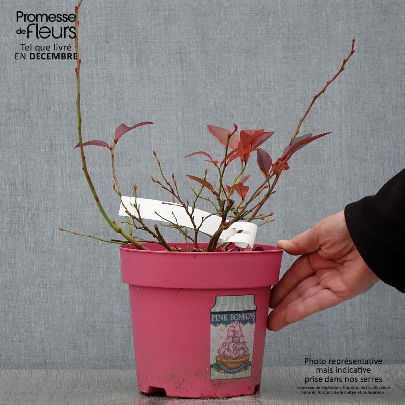 Amostra de Mirtilo Pink Bonbons - Vaccinium corymbosum Vaso de 2 L/3 L tal como entregue no outono