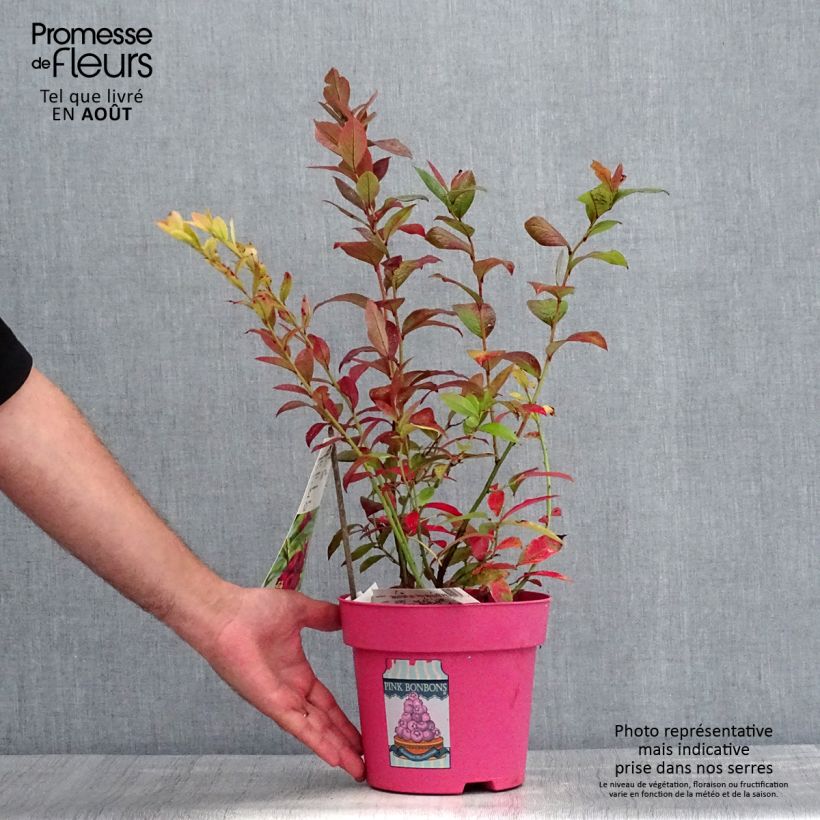 Amostra de Mirtilo Pink Bonbons - Vaccinium corymbosum Vaso de 2 L/3 L tal como entregue no verão
