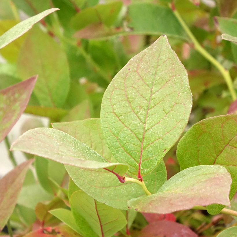 Mirtilo Pink Bonbons - Vaccinium corymbosum (Folhagem)