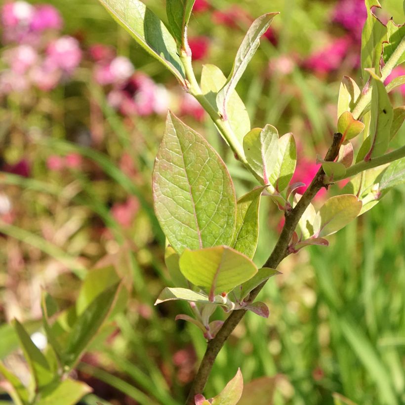 Mirtiloeiro Reka biológico - Vaccinium corymbosum (Folhagem)