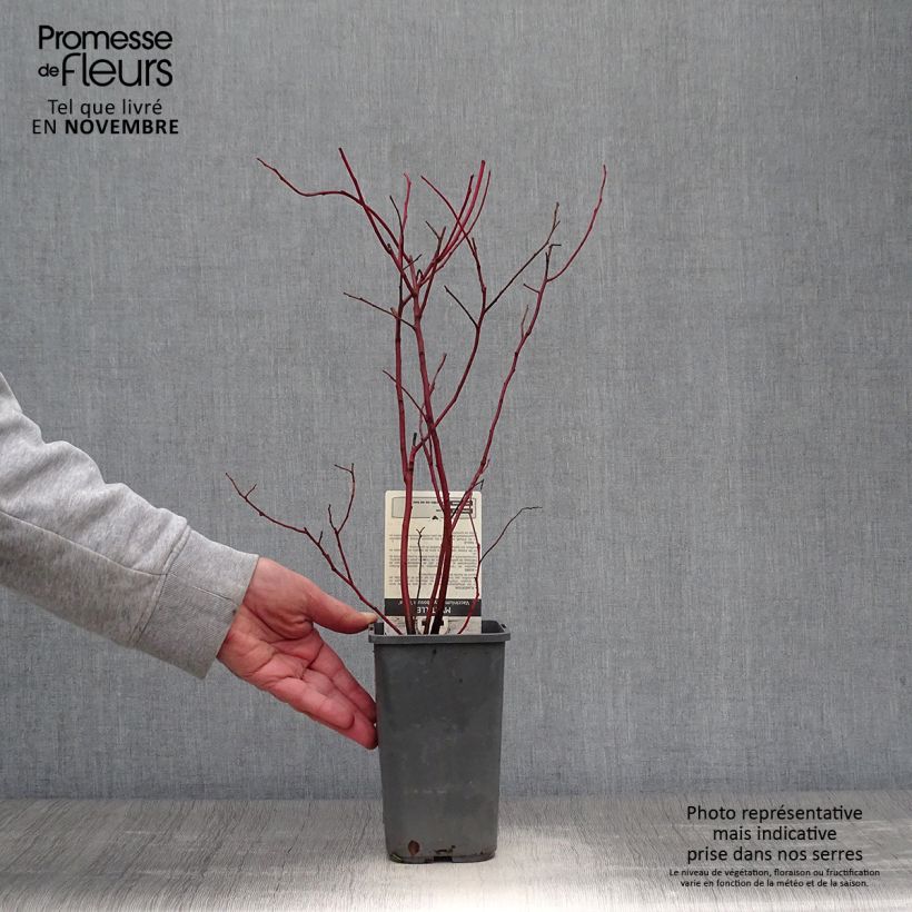 Amostra de Mirtileiro Reka - Vaccinium corymbosum Vaso de 1,5 L/2 L, Arbusto tal como entregue no outono
