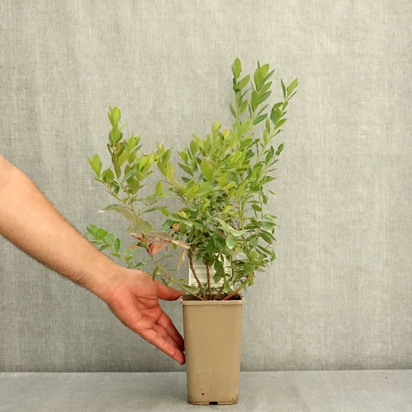 Amostra de Mirtieiro Sunshine Blue - Vaccinium corymbosum Vaso de 2 L/3 L, Arbusto tal como entregue no verão