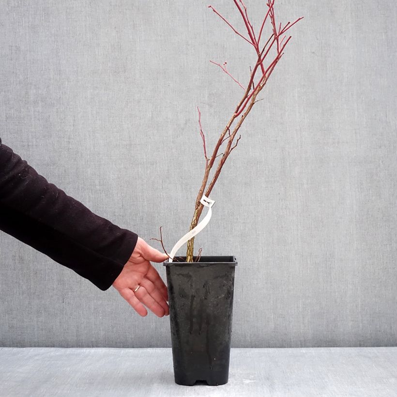 Amostra de Myrtillier Sunshine Blue - Vaccinum corymbosum Vaso de 2 L/3 L, Arbusto tal como entregue no inverno