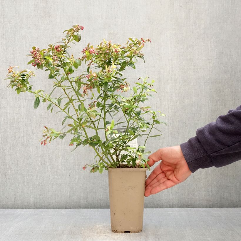 Amostra de Mirtieiro Sunshine Blue - Vaccinium corymbosum Vaso de 2 L/3 L, Arbusto tal como entregue na primavera